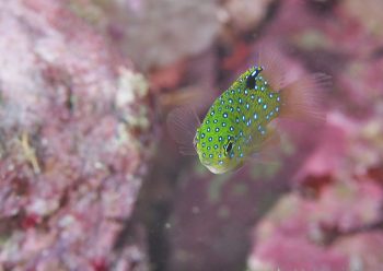 ルリホシスズメダイ