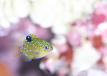 ルリホシスズメダイ