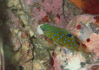 ルリホシスズメダイ