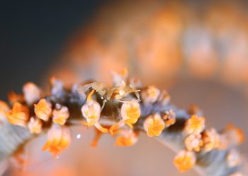 キミシグレカクレエビ