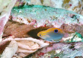 クロメガネスズメダイ