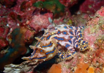 ヒョウモンダコ