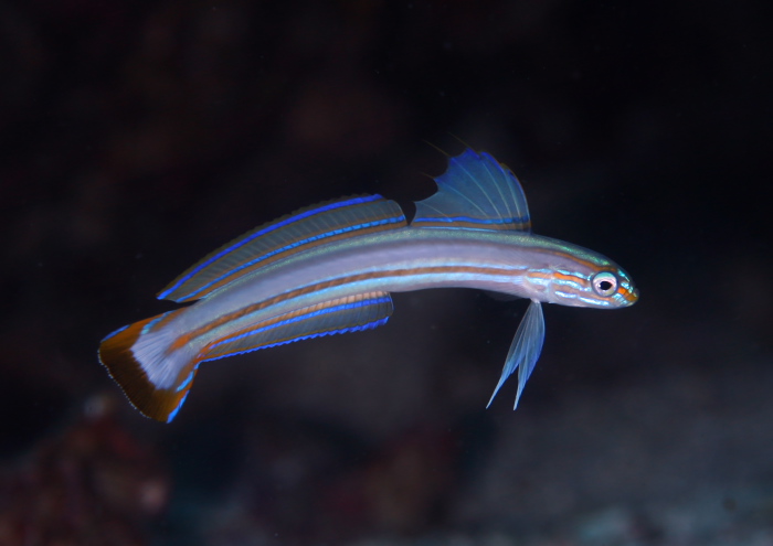 スジクロユリハゼ