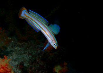 スジクロユリハゼ