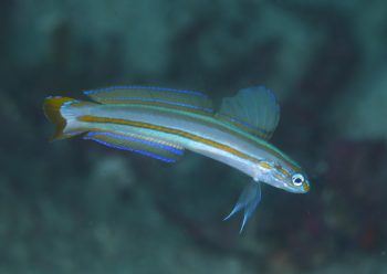 スジクロユリハゼ