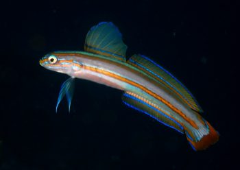 スジクロユリハゼ