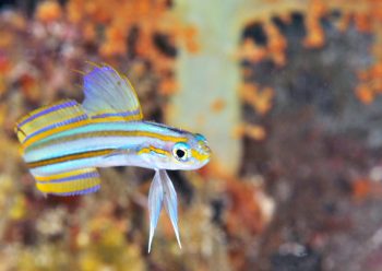 スジクロユリハゼ