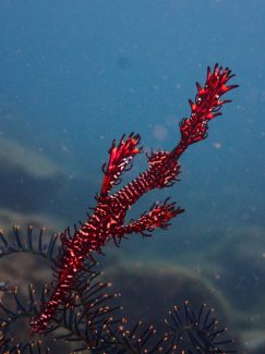 ニシキフウライウオ