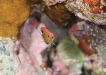 メガネスズメダイ