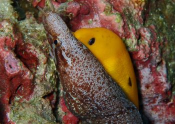 ヒレオビウツボ