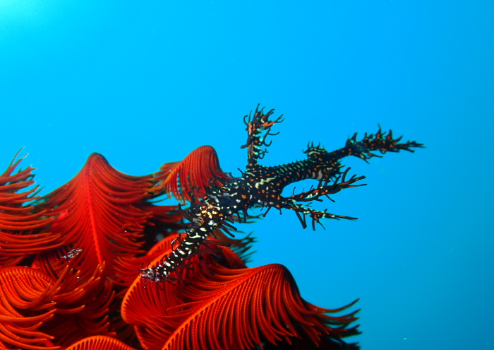 ニシキフウライウオ