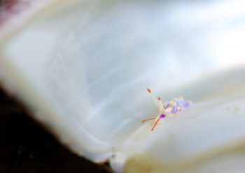 ゴシキミノウミウシSP