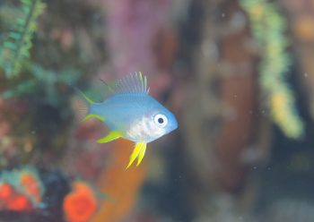 ナミスズメダイ