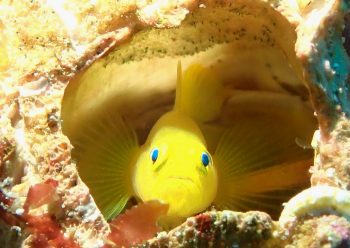 ミジンベニハゼ