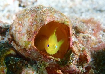 ミジンベニハゼ