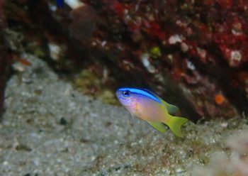 アオスジスズメダイ