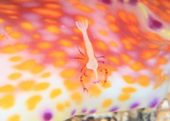 ウミウシカクレエビ