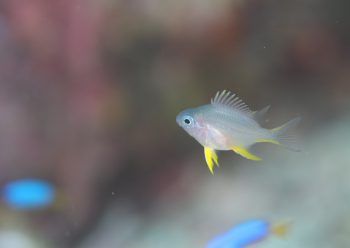 ナミスズメダイ