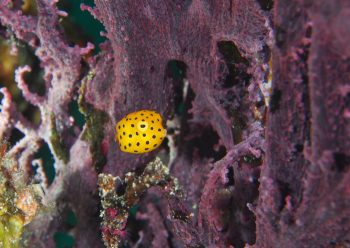 ミナミハコフグ