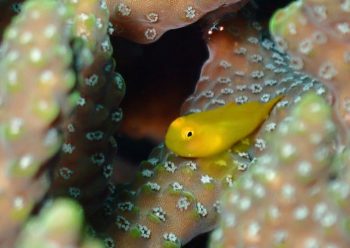 キイロサンゴハゼ