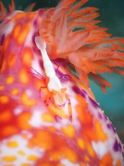 ウミウシカクレエビ