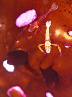 ウミウシカクレエビ