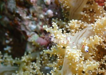 アカホシカクレエビ