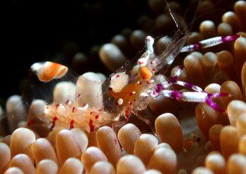 アカホシカクレエビ