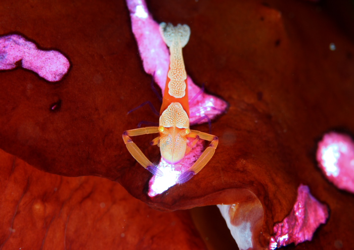 ウミウシカクレエビ