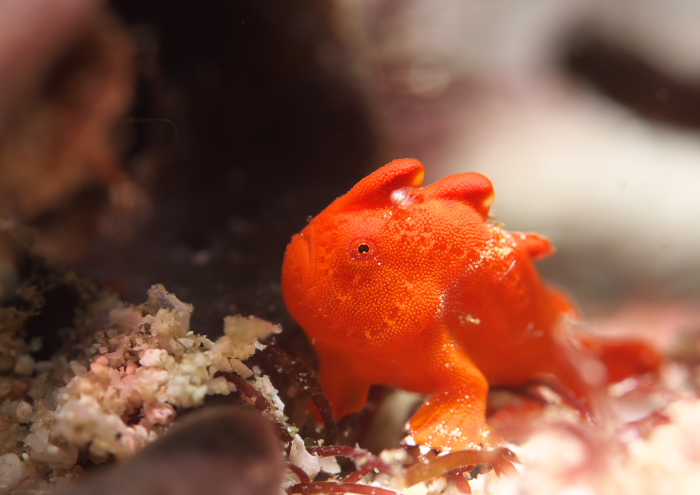 イロカエルアンコウ