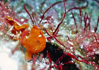 イロカエルアンコウ