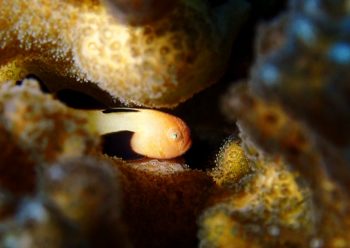 パンダダルマハゼ