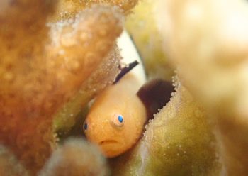 パンダダルマハゼ