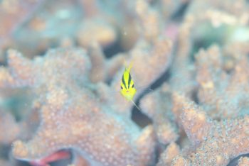 ヒレナガスズメダイ