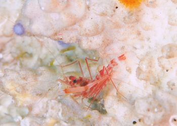 シノノメスベスベオトヒメエビ