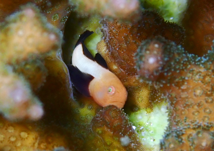 パンダダルマゼ