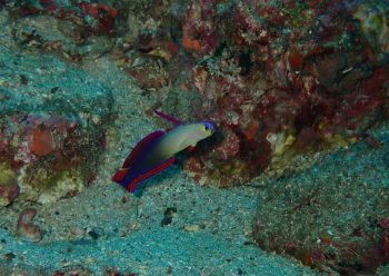 アケボノハゼ鎌田様