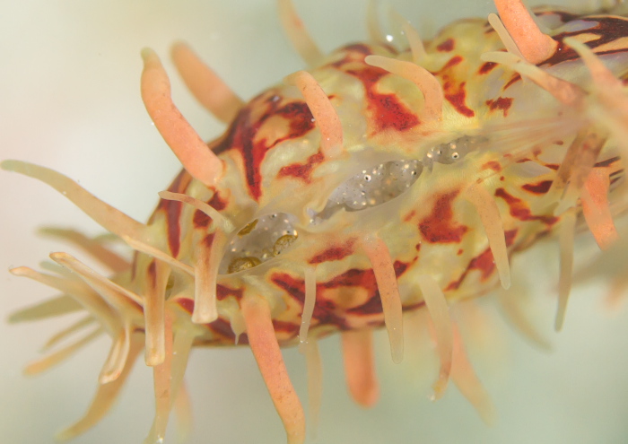 ニシキフウライウオ卵