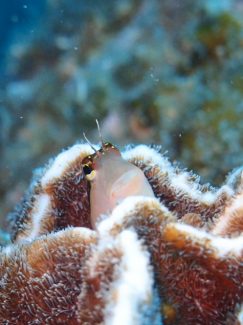 ヒトスジギンポ