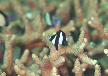 ミスジリュウキュウスズメダイ