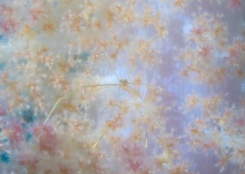 オルトマンワラエビ