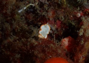 ミツイラメリウミウシ