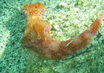 ウミウシカクレエビ&テヌウニシキウミウシ