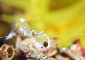 オドリカクレエビ