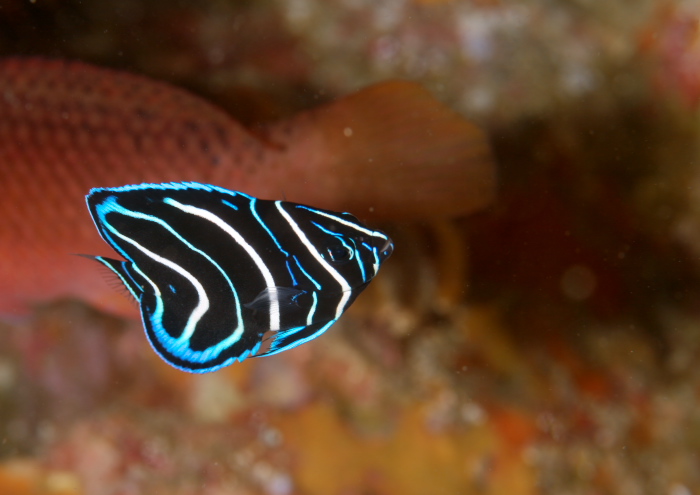 サザナミヤッコ