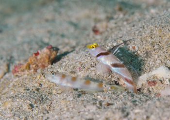 ヒレナガネジリンボウ