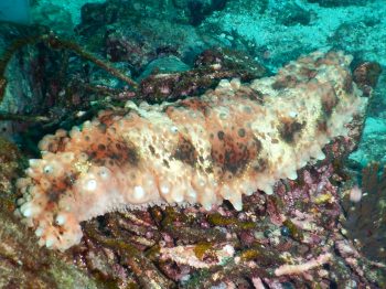 オニイボナマコ