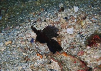 ホタテツノハゼ　松島様