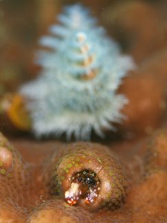 ニシキカンザシヤドカリ