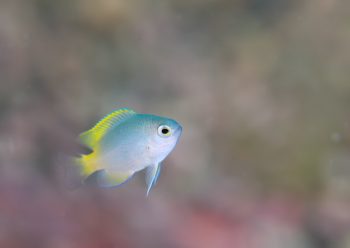 アサドスズメダイ